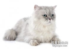 波斯貓可以活多少年 怎么延長貓咪的壽命