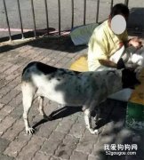我要它跟我一起死！酒鬼主人多次酗酒住院 ，狗狗生病也不給治…