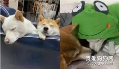 犯錯還頂嘴，狗媽警告，再鬧就去流浪！
