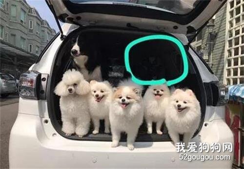 狗子不見了，主人翻家找20分鐘，最后竟然在這里找到它！
