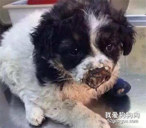 狗狗遭到人類的虐待：毀容、截肢、斷尾，可是它卻選擇原諒人類