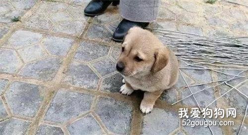 集市上沒看到喜歡的狗，網友準備離開，這時一只小狗跑過來了