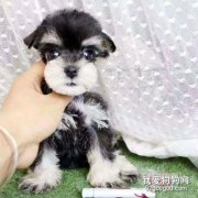 雪納瑞如何看純不純 看這幾點就知道了！