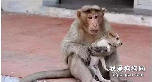 一只猴子收養了一只流浪狗，她的母愛讓路過的行人紛紛落淚