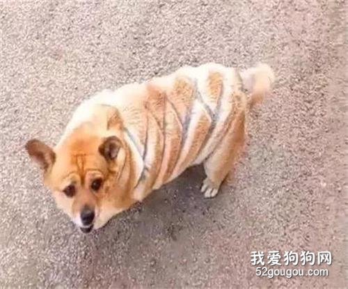 主人喝醉酒硬要幫狗狗剪毛，酒醒后第一眼看到它笑噴了....