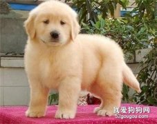 金毛發燒癥狀 金毛發燒了吃什么藥
