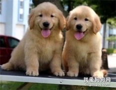 冬季狗狗容易得的疾病 都有些什么癥狀？