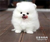 博美犬如何訓練 這些方法你一定要記清楚了
