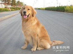 金毛怎么訓練才聽話的 這幾種方法很奏效