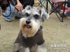 帶狗狗過年回家注意什么 這些都是路上需要注意的