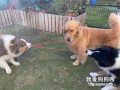 汪星人：現在大家都是一條船上的螞蚱了！