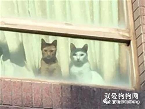 只是出門買東西，卻被貓主子“死亡凝視”：竟敢丟下我們！