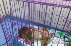懷孕流浪狗沒撞斷腿，拖著傷體到處求救：救救我的孩子，求求你…