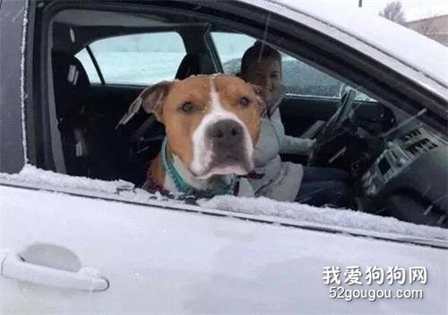 狗狗離家3200公里，15位好心人共同努力，開車接力送它回家