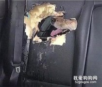 把狗狗關在車里，上廁所回來后，看到這畫面，想死的心都有了