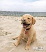 帶拉拉去海邊玩，剛開始它還很開心，沒想到十分鐘后就斷電了！