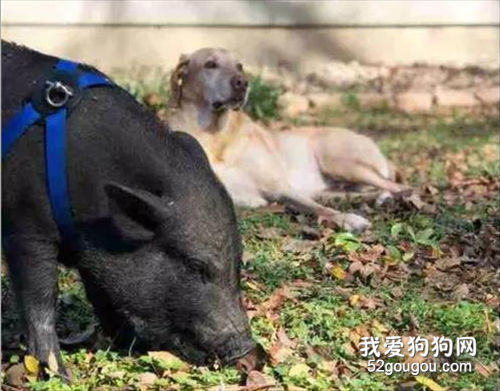 當狗哥遇上黑豬妹，畫風竟是如此的清奇~