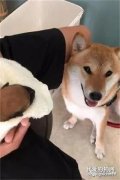 醫生誤診認為柴犬是假孕，沒想到半夜柴犬嗚咽，生出了一只小小柴