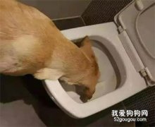 “連我的屎都不敢摸，說什么愛我？”