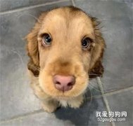 網友家的狗子眼睛特別好看，被這樣盯著看幾秒，都快被融化了！