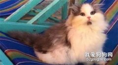 網友家的貓，小時候好可愛，越長大“發際線”越往后移，笑屎！