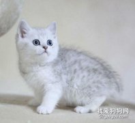 貓咪嘔吐是怎么回事 貓咪嘔吐的原因有哪些？