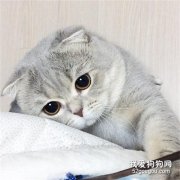 折耳貓嘔吐是什么原因?
