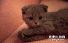折耳貓性格特點 好養嗎？