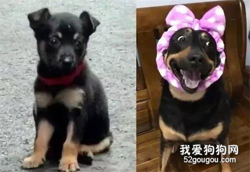 狗狗走樣照！結扎后暴風式發福，肥美肚肉攤一地