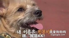 狗子對小女生“一眼萬年”，尾隨人一路，甚至還追到了家里！