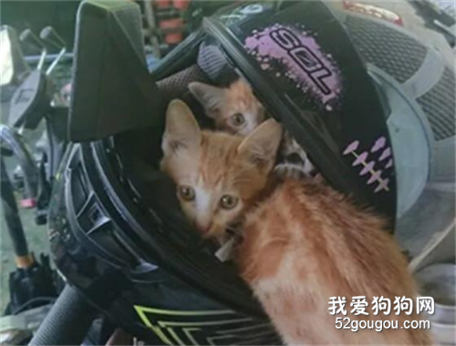 一早拿摩托車時，安全帽卻被幾只小貓霸占，其中一只屁屁還外露！