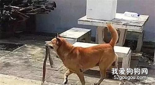 田園犬在院子里一直狂叫，主人受不了，出去一看被嚇得臉色鐵青