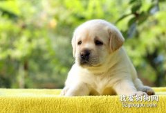 狗狗會被傳染新型冠狀病毒肺炎嗎 會有哪些癥狀表現