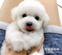 狗狗胸膜炎癥狀 胸膜炎可是不能自愈的哦！