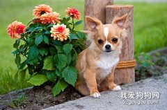 狗狗急性胰腺炎癥狀 胰腺炎可千萬別耽誤哦！