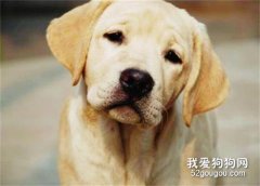 狗狗传染性肝炎的症状和治疗方法