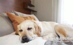 可以讓狗狗在床上睡嗎 要注意哪些事項