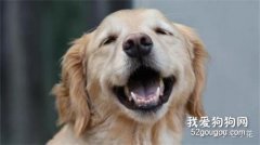 貓狗吃雞肝好不好 吃多了真的沒有什么好處