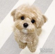 比熊和博美的區別 外形區別就很大！