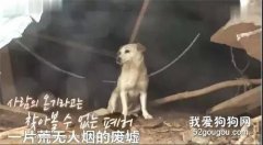 救活主人一家，它失去了自己的孩子，從那以后...