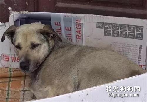 主人去世后，狗狗在門口等了7年，游客被它的忠誠感動而收養了它