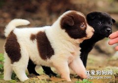 喂養幼犬時需要遵循的四大規則