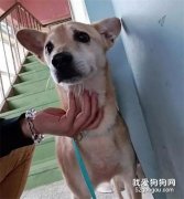 狗狗被領養后又被退回，背后的原因，讓人心酸……