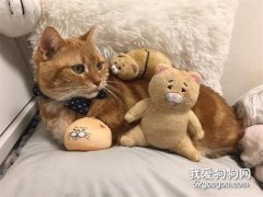 貓主子和玩偶“換臉”，竟然毫無違和感！