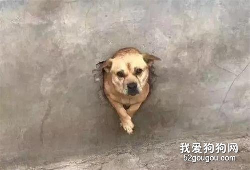 田園犬每天都堅持迎接主人回家，然而看到它的迎接方式后，笑噴！