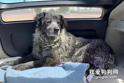 狗狗兩次“逃跑”失敗，被主人打傷后不敢外出，鄰居卻敢怒不敢言