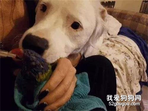 狗狗自己又盲又聾，卻喜歡安慰其它動物，它對這個世界好溫柔！