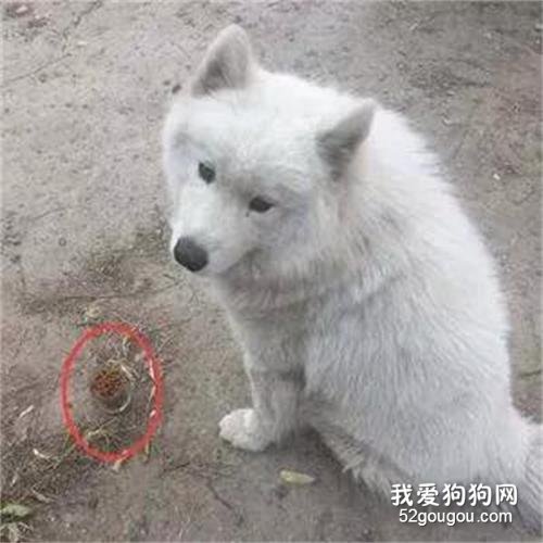 薩摩耶這么忠誠，主人搬家沒帶上它！