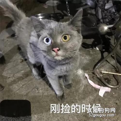 網友撿了只英短串串，結果養著養著…這貓竟然掉色了！
