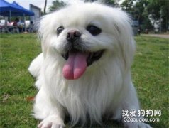 小狗吃完驅蟲藥以后，哪些的反映是異常的？